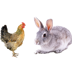 適合（hé）鴿（gē）子、禽類