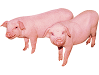 適合豬羊等小（xiǎo）體型畜類