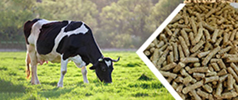 牛飼（sì）料（liào）顆粒生產線