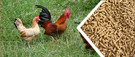 雞（jī）飼料顆粒生產線