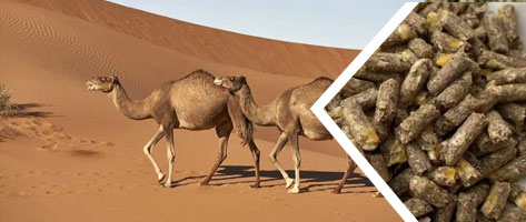 反芻飼（sì）料顆粒生產線