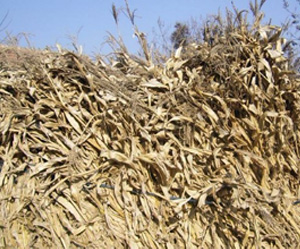 玉米秸稈圖片