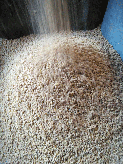 17c一起官网(kè)牌顆粒飼料機製粒效果情況